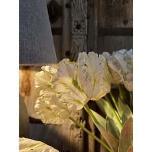 Brynxz - Papegaai Tulp - Wit - 70cm