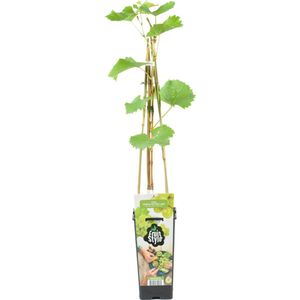 Bloomique - Vitis Vinifera 'Vroege van der Laan' - Druivenplant - Witte Druiven - Fruitplanten - Tuinplanten - Winterhard - ⌀14 cm - Hoogte 60-70cm