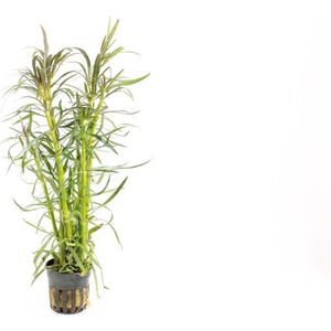 Moerings Eustralis stellata in 5 cm pot