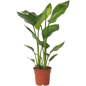 Strelitzia Nicolai - Paradijsvogelbloem - Groene Kamerplant - Pot 21cm - Hoogte 90-110cm