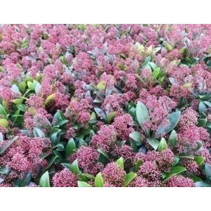 2 x Skimmia jap. 'Rubella' - Skimmia 25- 30 cm in pot