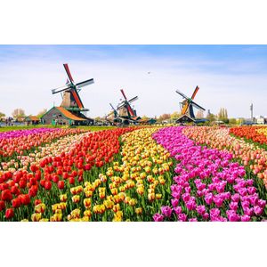 Inductie beschermer | Tulpen veld 3 | 90 x 52 cm | Breng Nederlandse charme in je keuken met de Inductie beschermer Tulpen veld 3. Duurzaam, hygiënisch en stijlvol, perfect voor gezellige familietijd! Maak je keuken compleet!