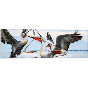 WallClassics - Vlag - Pelikanen Vechten om een Vis - 60x20 cm Foto op Polyester Vlag