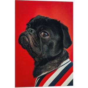 WallClassics - Vlag - Big Bos Pug met Kleren aan - 50x75 cm Foto op Polyester Vlag