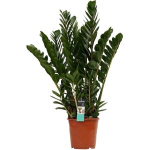 Hellogreen Kamerplant - Zamioculcas - 90 cm