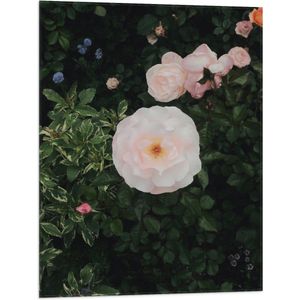WallClassics - Vlag - Japanse Camellia Bloem op Groene Struik - 60x80 cm Foto op Polyester Vlag