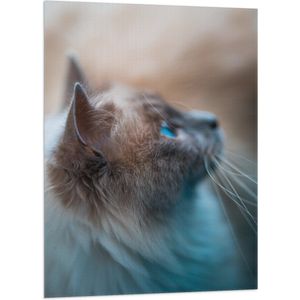 WallClassics - Vlag - Wegkijkende Beige Kat met Lange Snorharen - 70x105 cm Foto op Polyester Vlag