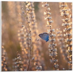 WallClassics - PVC Schuimplaat- Blauwe Vlinder op Smalle Takken met Witte Bloemen - 50x50 cm Foto op PVC Schuimplaat