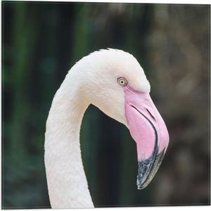 WallClassics - Vlag - Witte Flamingo met Roze Snavel - 50x50 cm Foto op Polyester Vlag