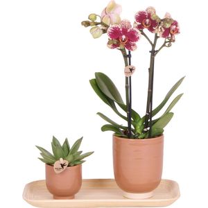 Kolibri Orchids | Plantenset Untamed Nature small | Groene planten met Phalaenopsis orchidee in Jaguar sierpotten en bamboe dienblad
