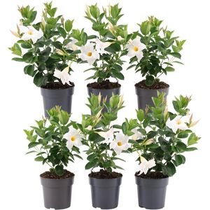 Plants by Frank - Set van 6 Mandevilla White Planten - 6 x Dipladenia Wit in 12 cm pot - Mediterrane planten - Vers uit de kwekerij geleverd - Klimplanten