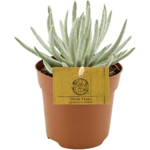Vetplant – Kruiskruid (Senecio Scaposus) – Hoogte: 15 cm – van Botanicly