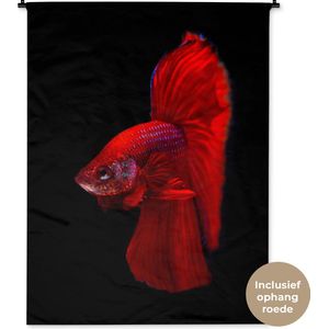 Wandkleed Dieren op een zwarte achtergrond - Rode Siamese kempvis op een zwarte achtergrond Wandkleed katoen 120x160 cm - Wandtapijt met foto XXL / Groot formaat!