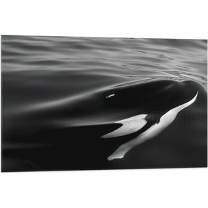 WallClassics - Vlag - Zwart met Witte Orka aan het Wateroppervlak (Zwart- wit) - 90x60 cm Foto op Polyester Vlag