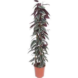 Cissus discolor pyramide - 150 cm - ø27