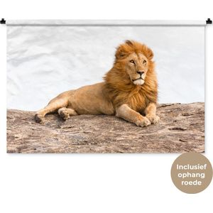 Wandkleed Leeuwen - Liggende leeuw Wandkleed katoen 120x80 cm - Wandtapijt met foto