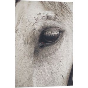 WallClassics - Vlag - Oog van Witte Schimmel Paard - 60x90 cm Foto op Polyester Vlag