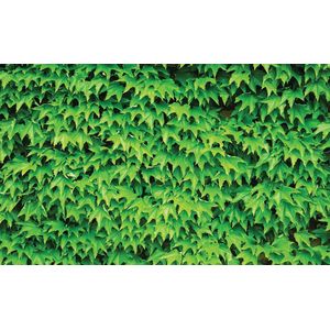 Poster | Groen | 104 x 70,5 cm