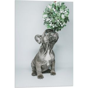 WallClassics - Vlag - Grijs Hondje met Groene Blaadjes - 50x75 cm Foto op Polyester Vlag