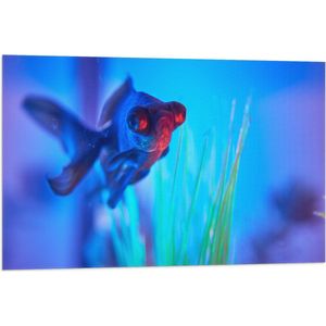 WallClassics - Vlag - Zwemmende Vis in het Water - 90x60 cm Foto op Polyester Vlag