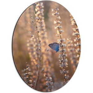 WallClassics - Dibond Ovaal - Blauwe Vlinder op Smalle Takken met Witte Bloemen - 42x56 cm Foto op Ovaal (Met Ophangsysteem)