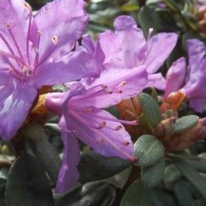 Rhododendron 'Blue Tit' 25-30 cm
