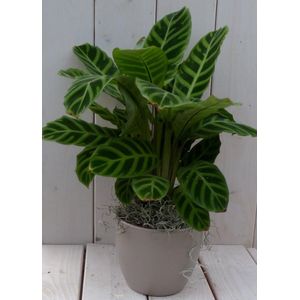 Calathea groen blad taupe pot 40 cm