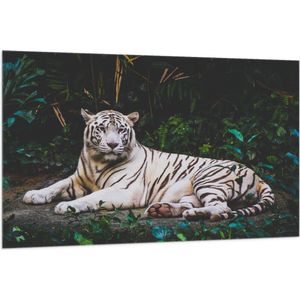 WallClassics - Vlag - Witte Tijger in de Jungle - 150x100 cm Foto op Polyester Vlag