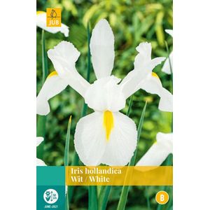 2 stuks Iris Hollandica Wit 20 bollen