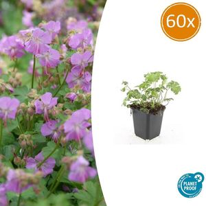 Tuinplantenshop.com | Geranium cantabrigiense 'Cambridge' | 60 stuks - Ø9cm - 10-25cm hoog - Tuinplant