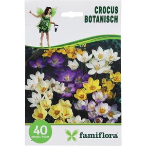 Famiflora Crocus Botanisch - 40 bloembollen - Voorjaarsbloeiers