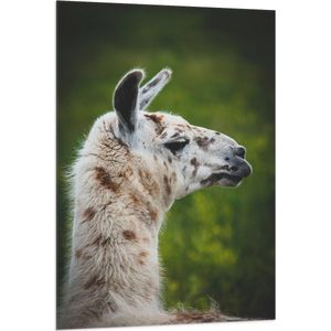 WallClassics - Vlag - Opzij kijkende Witte Lama met Bruine Vlekken - 80x120 cm Foto op Polyester Vlag