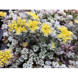 6 x Sedum spathulifolium 'Cape Blanco' - Vetkruid - P9 Pot (9 x 9cm) - Dima Vaste Planten