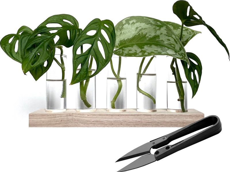 Stekstation incl. gratis stekschaartje - 5 reageerbuisjes - Blank hout - Voor stekjes en droogbloemen - Reageerbuisjes voor stekjes, kruiden of droogbloemen - 5 glazen vaasjes met kurk - Stekken op water - Hydrocultuur of hydroponie
