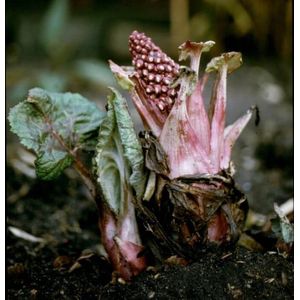 Groot Hoefblad (Petasites hebrydes) - Oeverplant - 3 losse planten - Om zelf op te potten - Vijverplanten Webshop