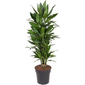 Dracaena Janet Lind vertakt - 110 cm - ø27
