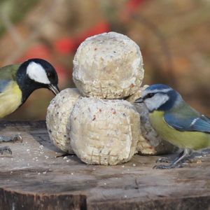 Aniculis - Premium vetbollen met insecten & meelwormen - 50 x 85g - Mezenbollen voor tuinvogels zonder netje - Energie- en eiwitrijk voer voor wilde vogels