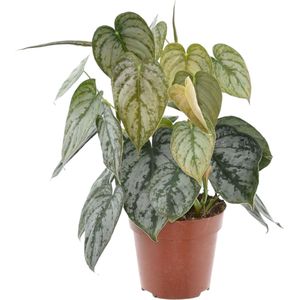 Philodendron Brandtianum - 35 cm - ø12