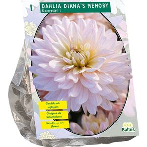 Baltus - Bloembollen Dahlia Decoratief Diana's Memory per 1