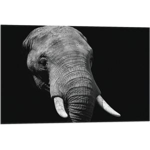 WallClassics - Vlag - Grijze Olifant met Witte Slagtanden - Zwart Wit - 75x50 cm Foto op Polyester Vlag