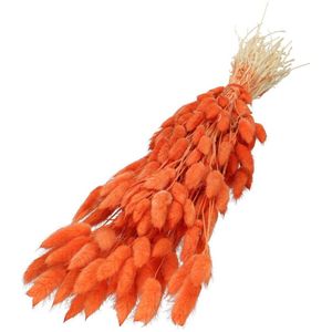 Oranje gedroogde Hazenstaartjes | Lagurus droogbloemen | Lengte 60 centimeter | Per stuk te bestellen