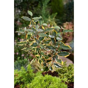 Plants Online - Tuinplanten - Heesters - Set van 1 - Elaeagnus ebbingei 'Viveleg' - 3 liter pot - Plant 30-40 cm