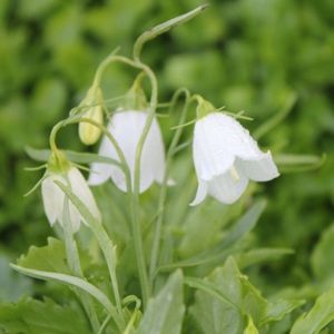 6x Klokje - Campanula cochleariifolia ‘White Baby’ - Pot 9x9cm