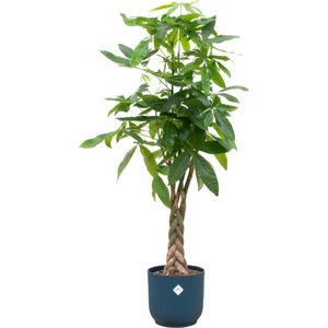 Pachira Aquatic (geldboom) en blauwe pot - 160 cm hoge Kamerplant perfect voor thuis of kantoor
