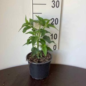 Plants Online - Tuinplanten - Vaste planten - Set van 1 - Monarda 'Marshall's Delight' - 2 liter pot - Plant