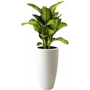 Dieffenbachia Seguine Reeva in Pure Soft wit | De dief van Bagdad