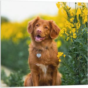 WallClassics - Vlag - Bruine Hond naast Gele Bloemen - 80x80 cm Foto op Polyester Vlag