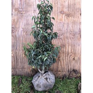 10 stuks - Prunus Lusitanica 'Angustifolia' 60-80 cm in kluit