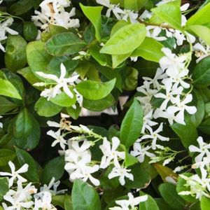 Trachelospermum jasminoides 'Star of Venice' - Klimplant voor een betoverende tuin