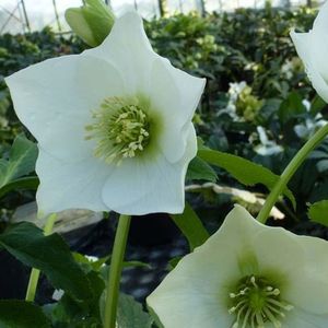 6x Nieskruid - Helleborus orientalis 'White Lady' - Pot 9x9cm